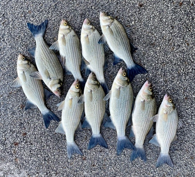 Fall Walleye And White Bass - 105.1 The Bull